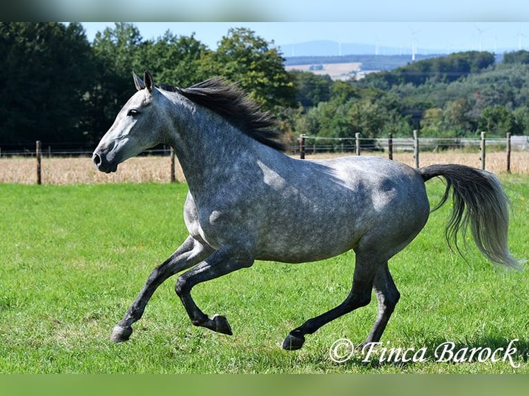 Andalusian Mare 6 years 15,1 hh Gray in Wiebelsheim