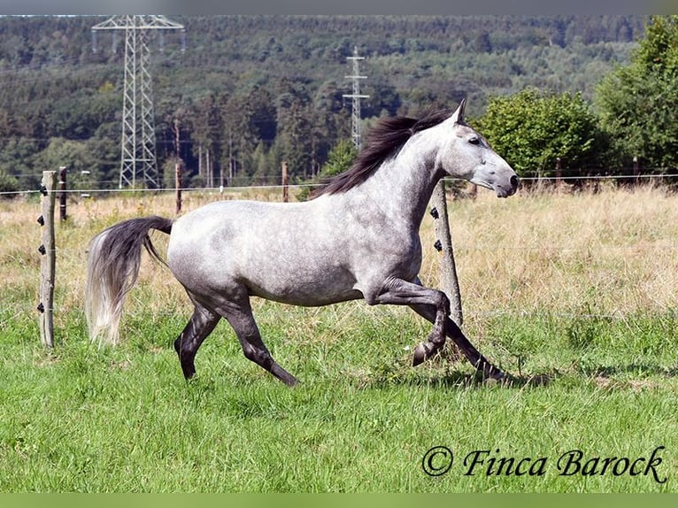 Andalusian Mare 6 years 15,1 hh Gray in Wiebelsheim