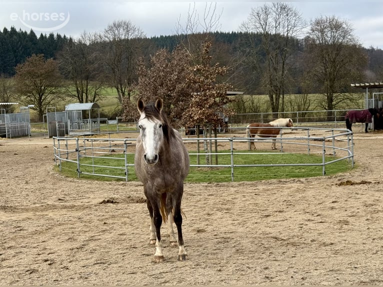 Andalusian Mix Mare 6 years 15.1 hh Grey-Fleabitten in Frankenberg (Eder)