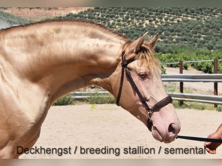 Andalusian Mare 6 years 15.1 hh Palomino in Provinz Cordoba