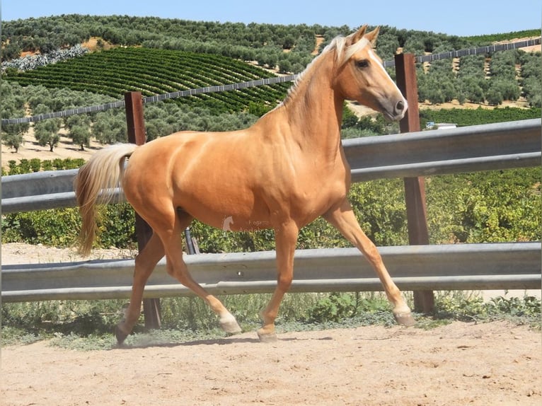 Andalusian Mare 6 years 15.1 hh Palomino in Provinz Cordoba