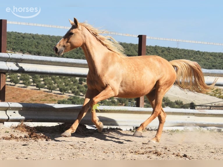Andalusian Mare 6 years 15.1 hh Palomino in Provinz Cordoba