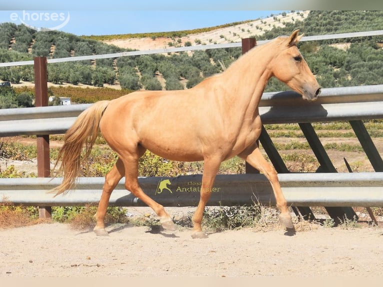 Andalusian Mare 6 years 15.1 hh Palomino in Provinz Cordoba