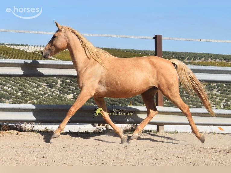 Andalusian Mare 6 years 15.1 hh Palomino in Provinz Cordoba