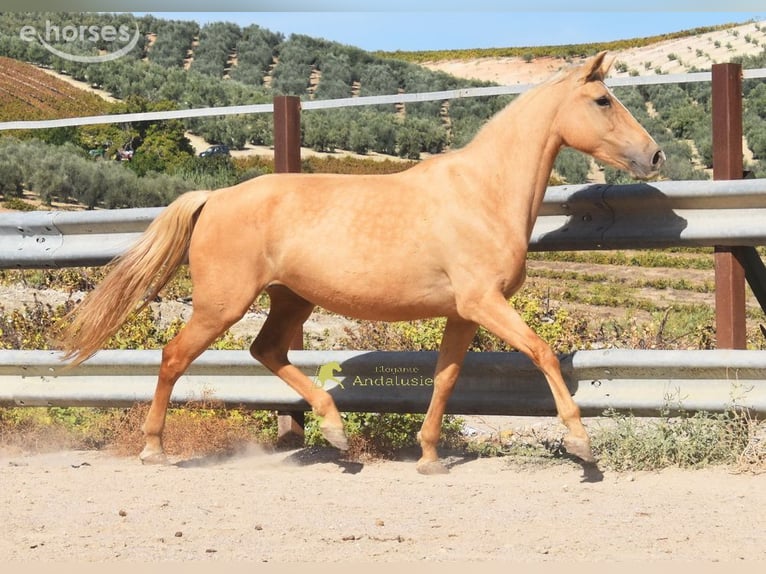 Andalusian Mare 6 years 15.1 hh Palomino in Provinz Cordoba