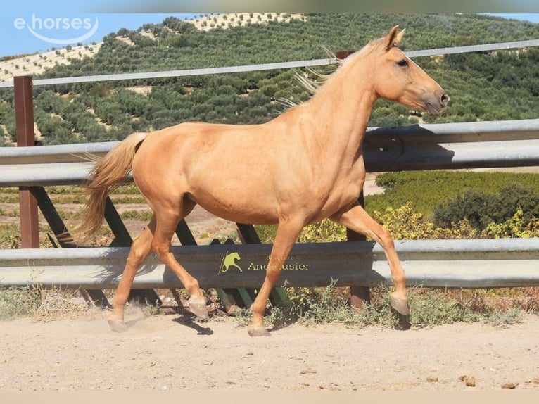 Andalusian Mare 6 years 15.1 hh Palomino in Provinz Cordoba