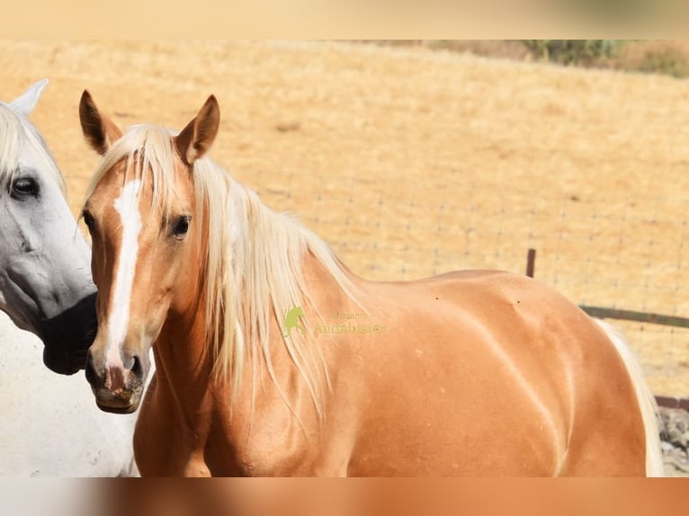 Andalusian Mare 6 years 15.1 hh Palomino in Provinz Cordoba