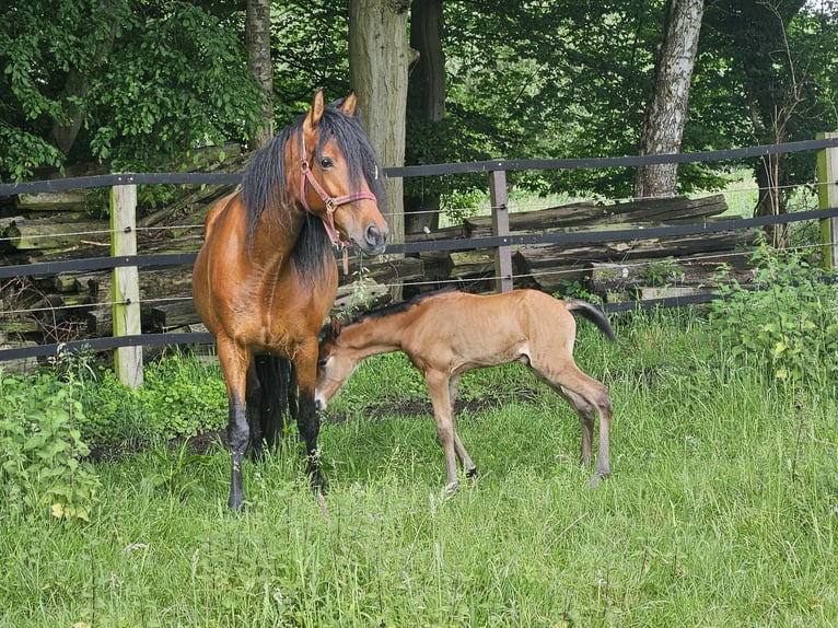 Andalusian Mare 6 years 15,2 hh Brown in Nettetal