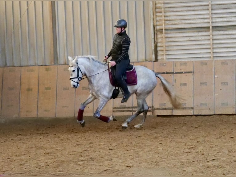 Andalusian Mare 6 years 15,2 hh Gray in Neustadt (Wied)