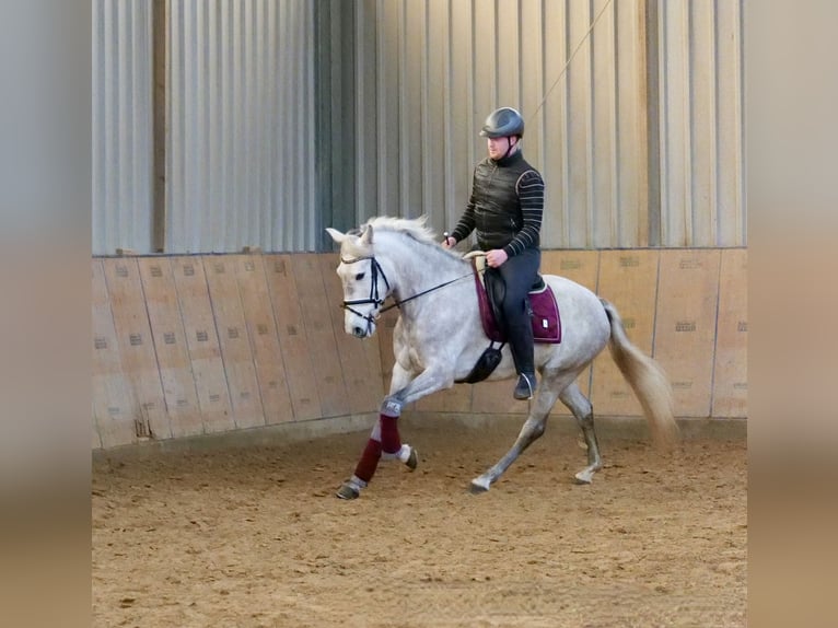 Andalusian Mare 6 years 15,2 hh Gray in Neustadt (Wied)