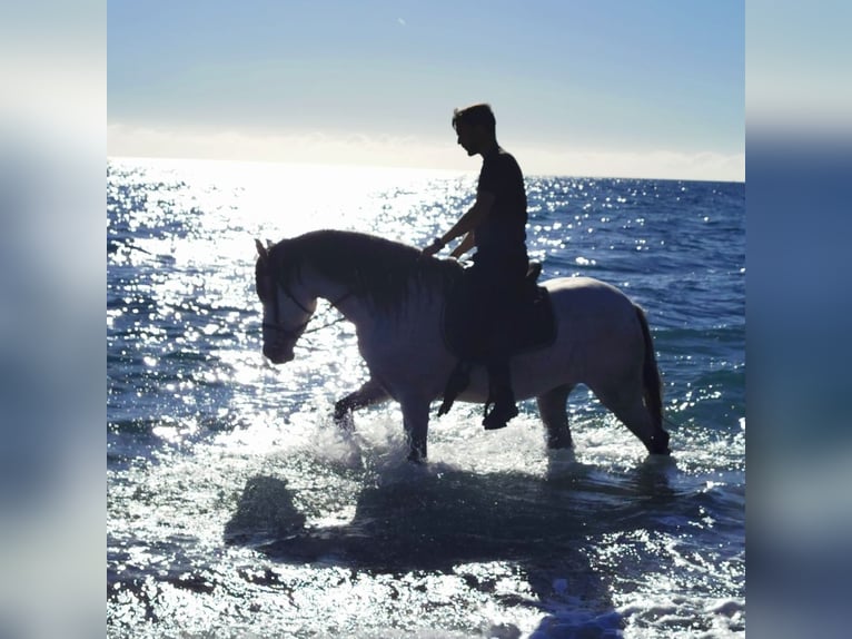 Andalusian Mare 6 years 15,2 hh Gray in Adra Almeria