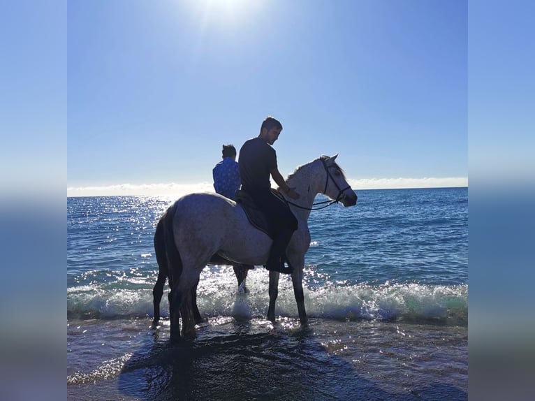 Andalusian Mare 6 years 15,2 hh Gray in Adra Almeria