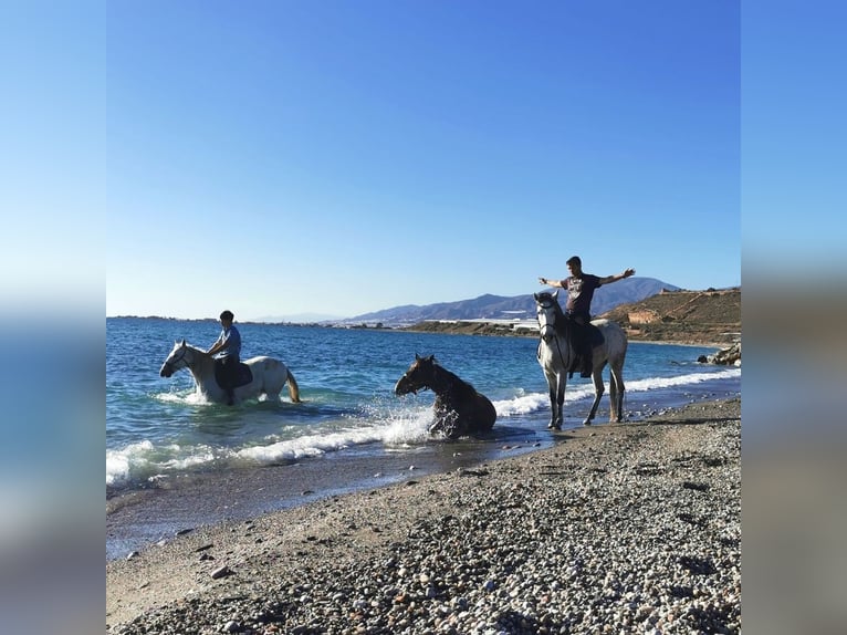 Andalusian Mare 6 years 15,2 hh Gray in Adra Almeria