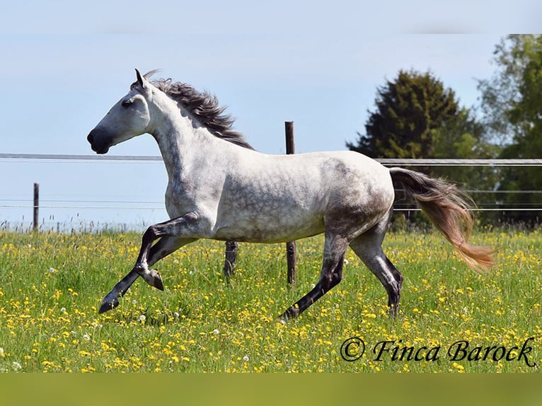 Andalusian Mare 6 years 15.2 hh Grey in Wiebelsheim