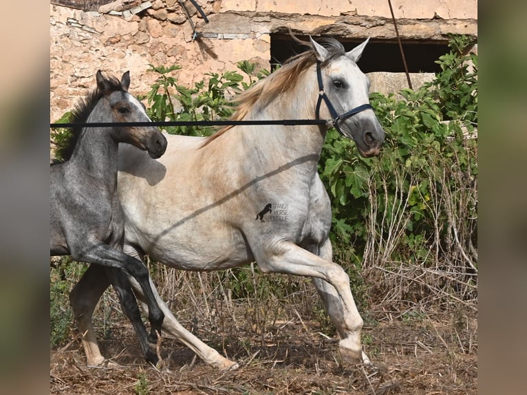 Andalusian Mare 6 years 15.2 hh Grey in Menorca