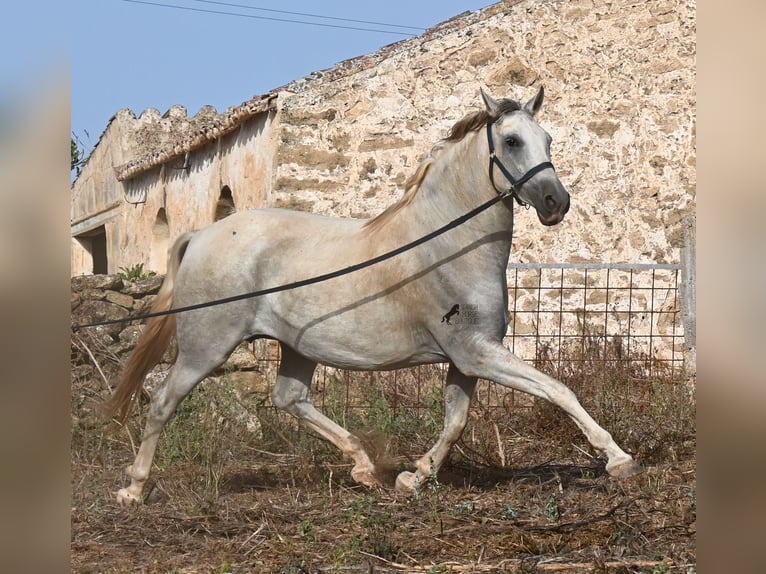 Andalusian Mare 6 years 15.2 hh Grey in Menorca