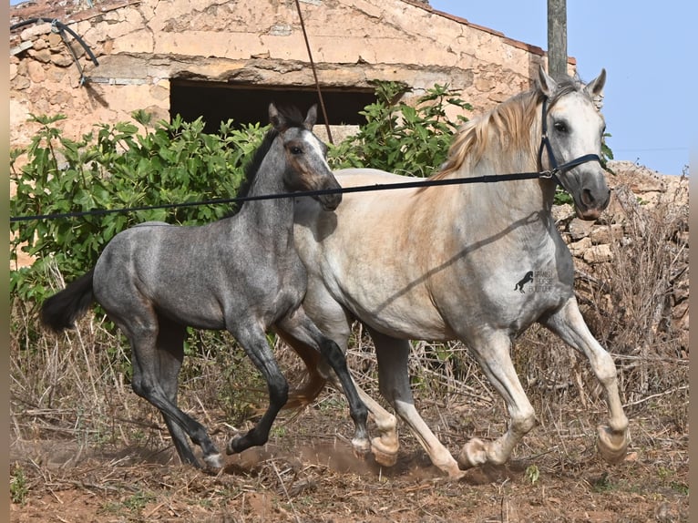Andalusian Mare 6 years 15.2 hh Grey in Menorca
