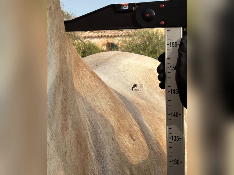 Andalusian Mare 6 years 15.2 hh Grey in Menorca