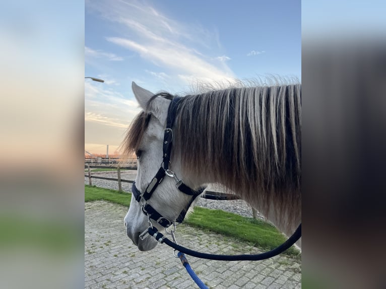 Andalusian Mare 6 years 15.2 hh Grey in Druten