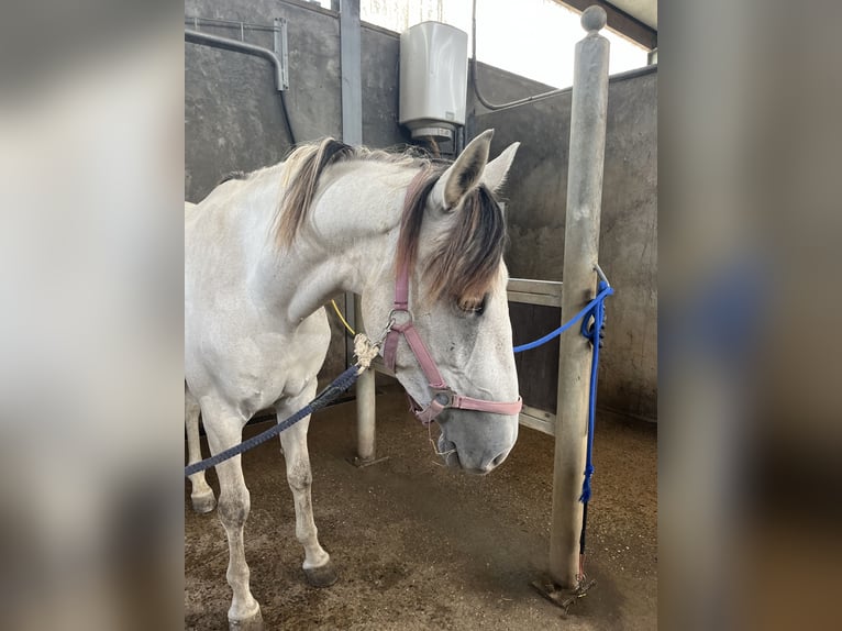 Andalusian Mare 6 years 15.2 hh Grey in Druten