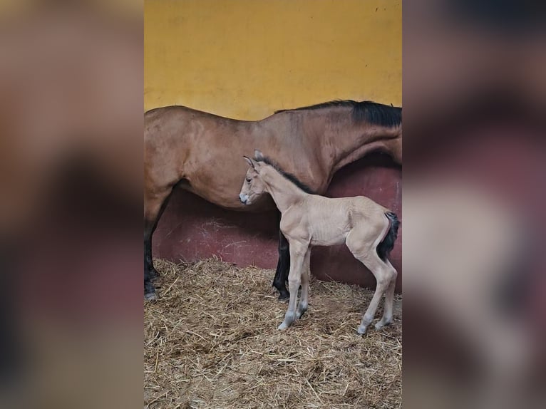 Andalusian Mare 6 years 15.3 hh Brown in Santuario de la oliva Vejer de la Frontera