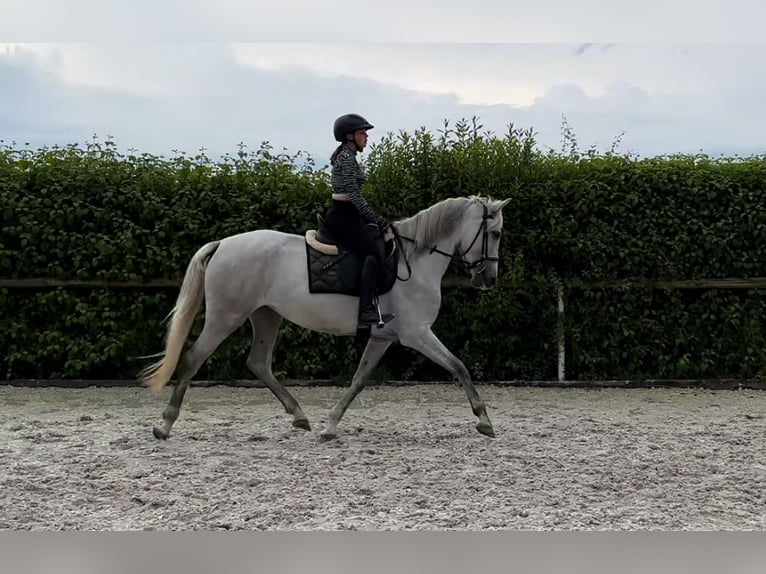 Andalusian Mare 6 years 15,3 hh Gray in Neustadt Wied