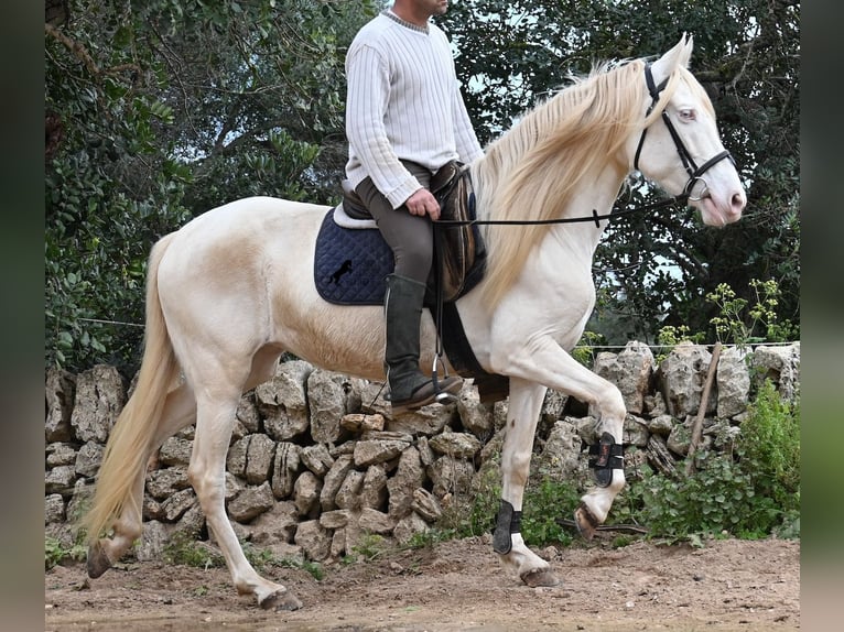 Andalusian Mare 6 years 15 hh Cremello in Mallorca