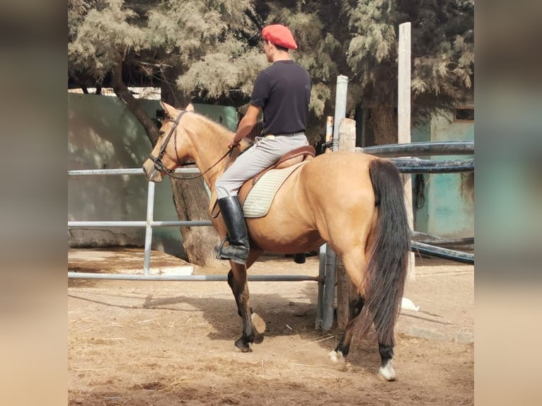 Andalusian Mare 6 years 15 hh Dun in Adra Almeria