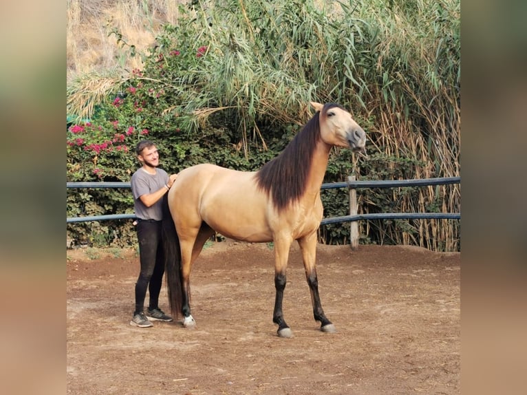 Andalusian Mare 6 years 15 hh Dun in Adra Almeria
