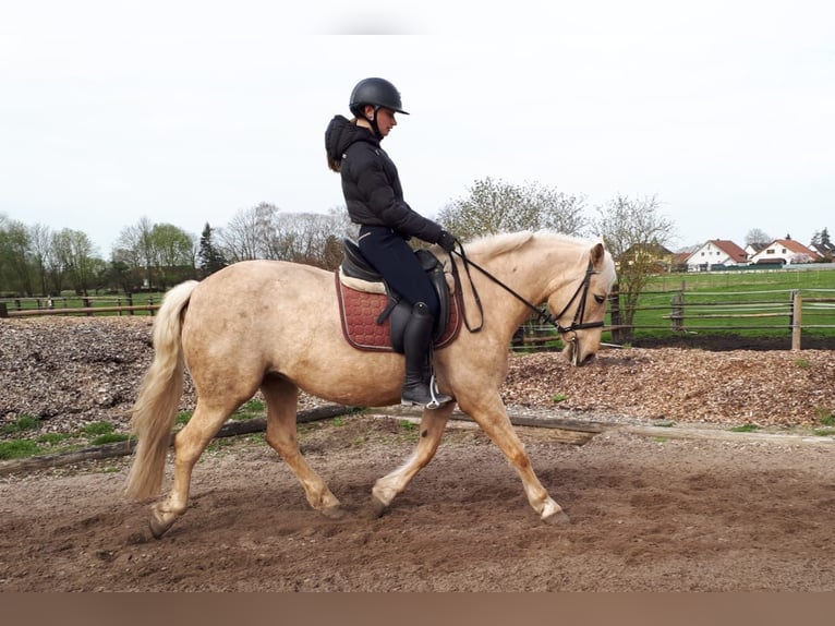 Andalusian Mix Mare 6 years 15 hh Dun in Karlshuld
