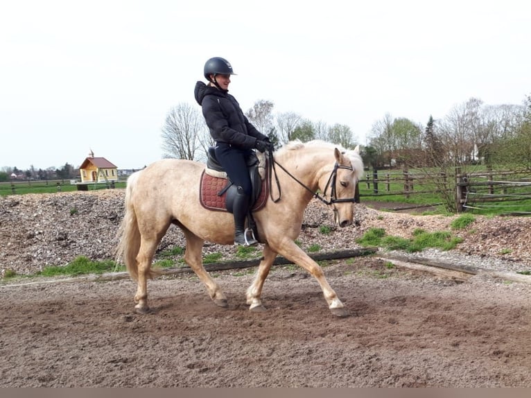 Andalusian Mix Mare 6 years 15 hh Dun in Karlshuld