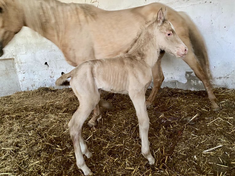 Andalusian Mare 6 years 15,1 hh Palomino in Provinz Cordoba