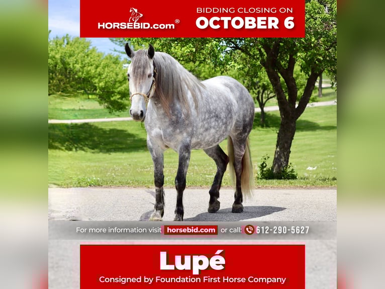 Andalusian Mix Mare 6 years 15,2 hh Grey in Chatfield