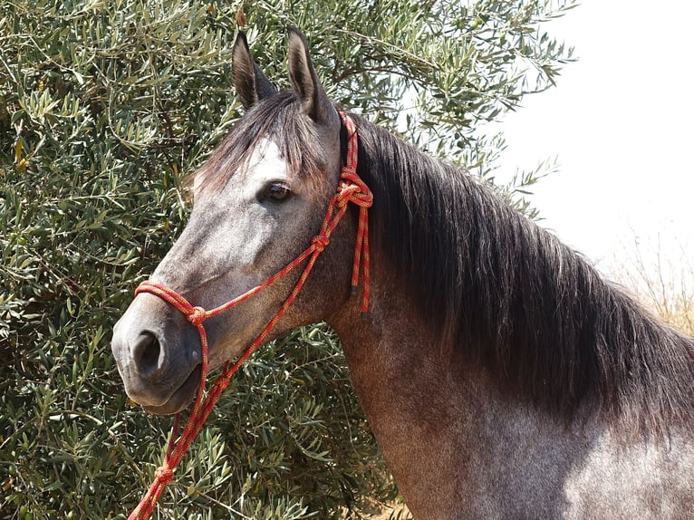 Andalusian Mix Mare 6 years 15,2 hh Grey in Sevilla