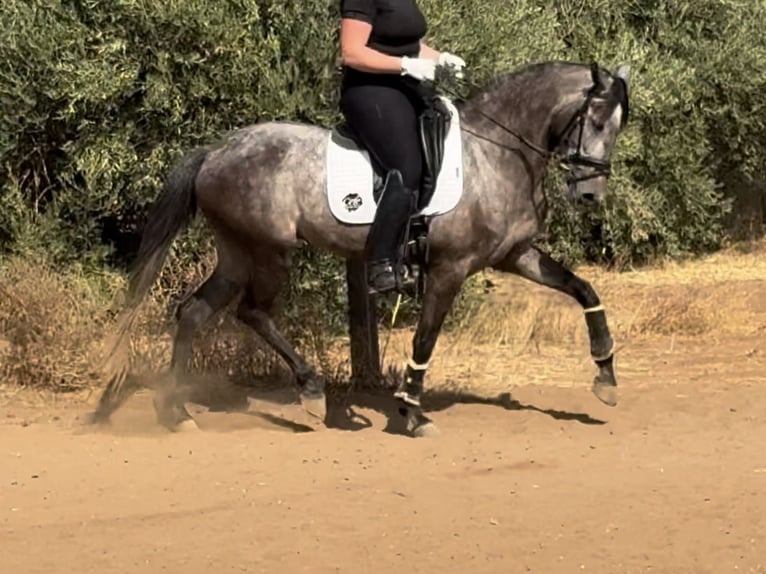 Andalusian Mix Mare 6 years 15,2 hh Grey in Sevilla