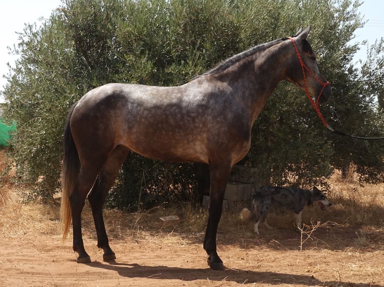 Andalusian Mix Mare 6 years 15,2 hh Grey in Sevilla