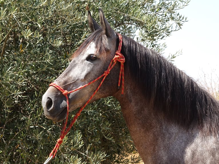 Andalusian Mix Mare 6 years 15,2 hh Grey in Sevilla