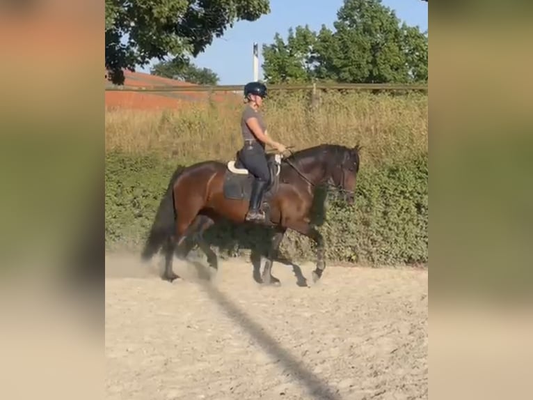 Andalusian Mix Mare 6 years 15,3 hh Bay-Dark in Worms