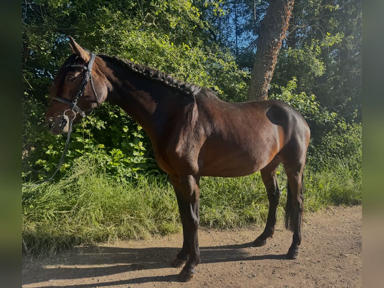 Andalusian Mix Mare 6 years 15,3 hh Bay-Dark in Worms