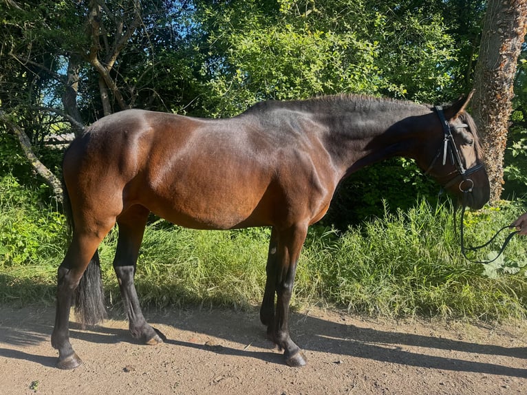 Andalusian Mix Mare 6 years 15,3 hh Bay-Dark in Worms