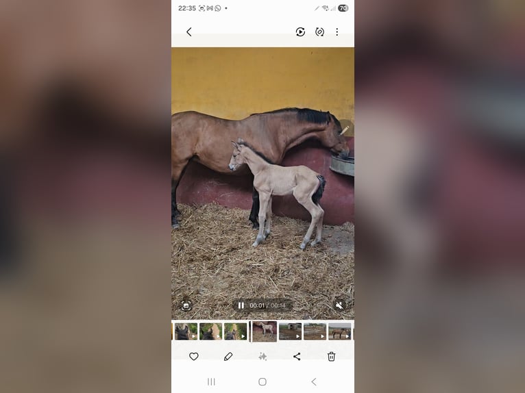 Andalusian Mare 6 years 15,3 hh Brown in Vejer de la Frontera