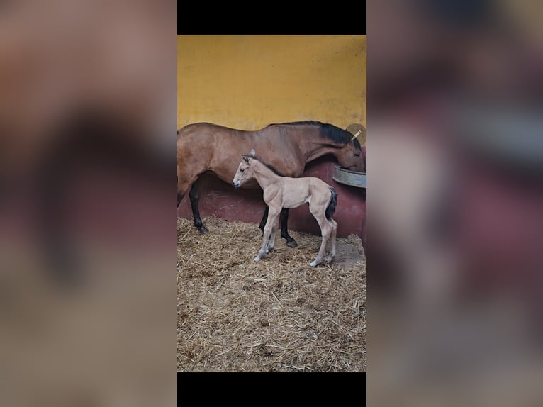 Andalusian Mare 6 years 15,3 hh Brown in Vejer de la Frontera