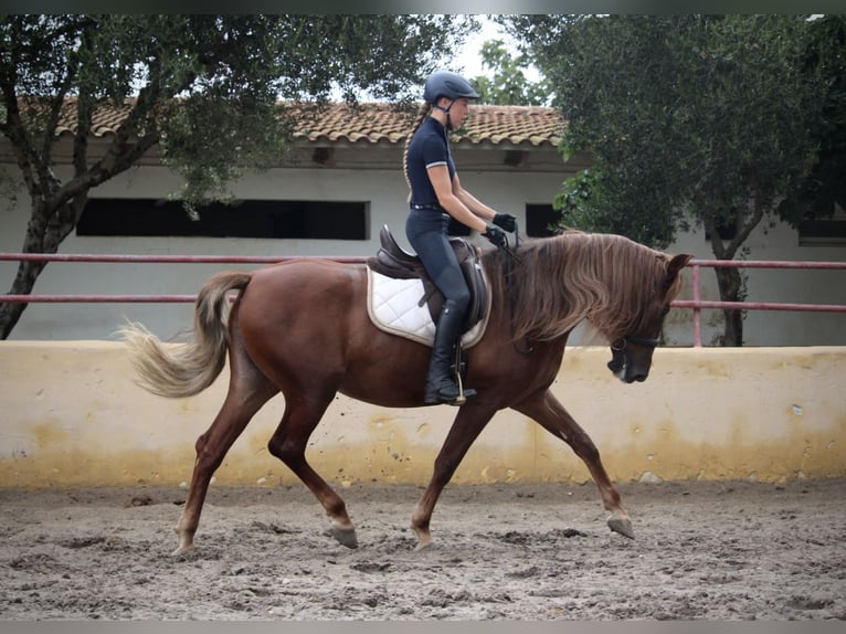 Andalusian Mare 6 years 16,1 hh Chestnut-Red in Valencia