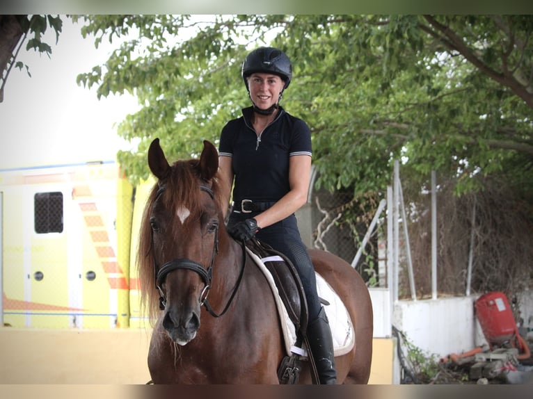 Andalusian Mare 6 years 16,1 hh Chestnut-Red in Valencia