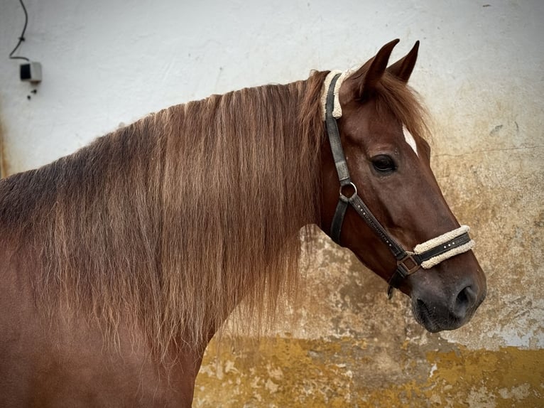 Andalusian Mare 6 years 16,1 hh Chestnut-Red in Valencia