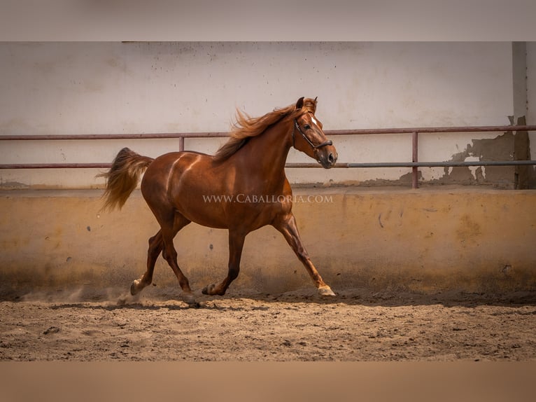 Andalusian Mare 6 years 16,1 hh Chestnut-Red in Rafelguaraf