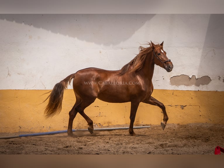 Andalusian Mare 6 years 16,1 hh Chestnut-Red in Rafelguaraf