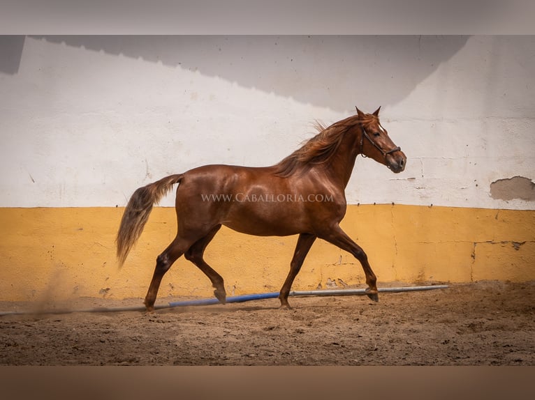 Andalusian Mare 6 years 16,1 hh Chestnut-Red in Rafelguaraf