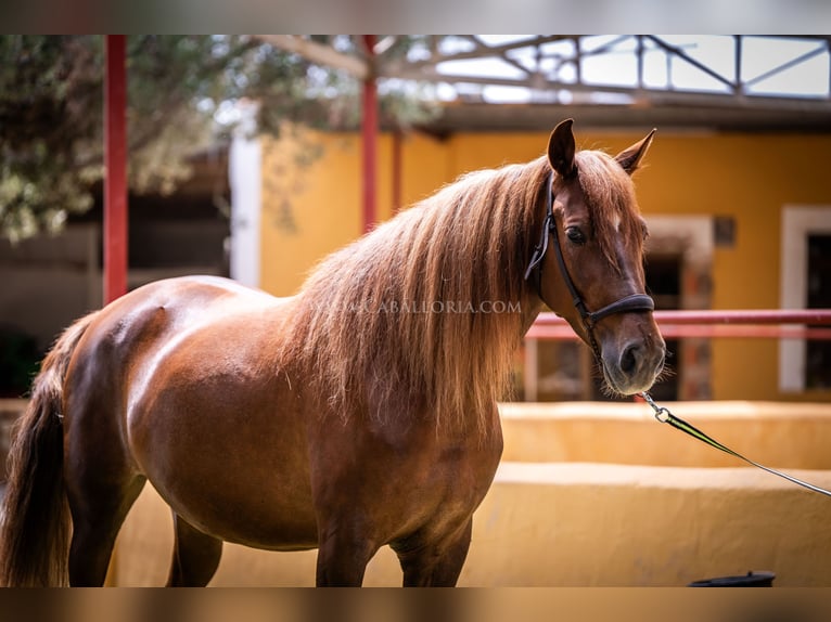 Andalusian Mare 6 years 16,1 hh Chestnut-Red in Rafelguaraf