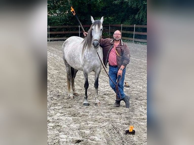 Andalusian Mare 6 years 16,1 hh Gray-Dapple in Sögel